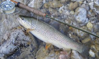 Ami da pesca con Ardiglione