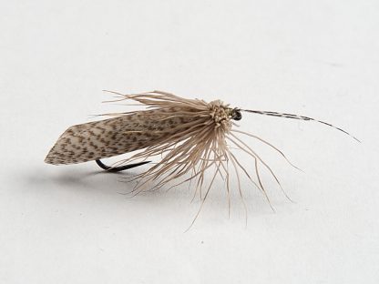 SILVER SEDGE - Pozzolini & friends