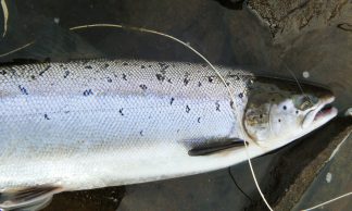 Ami da Salmone