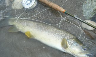 Ami da pesca senza Ardiglione