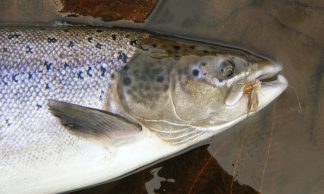 Traditional Dry Flies