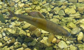 Fili da pesca