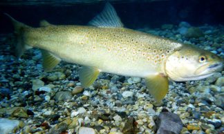 Tungsten Jigs